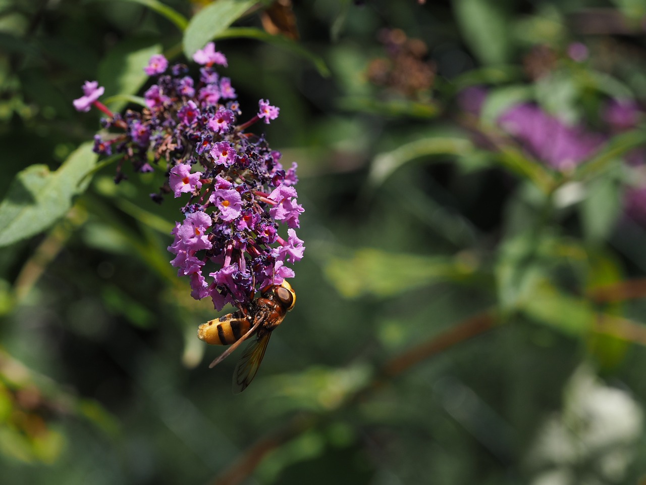 lilac purple garden free photo