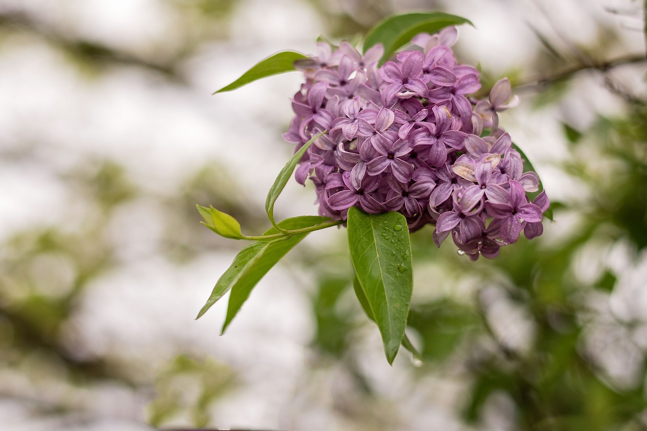 lilac flower white background free photo