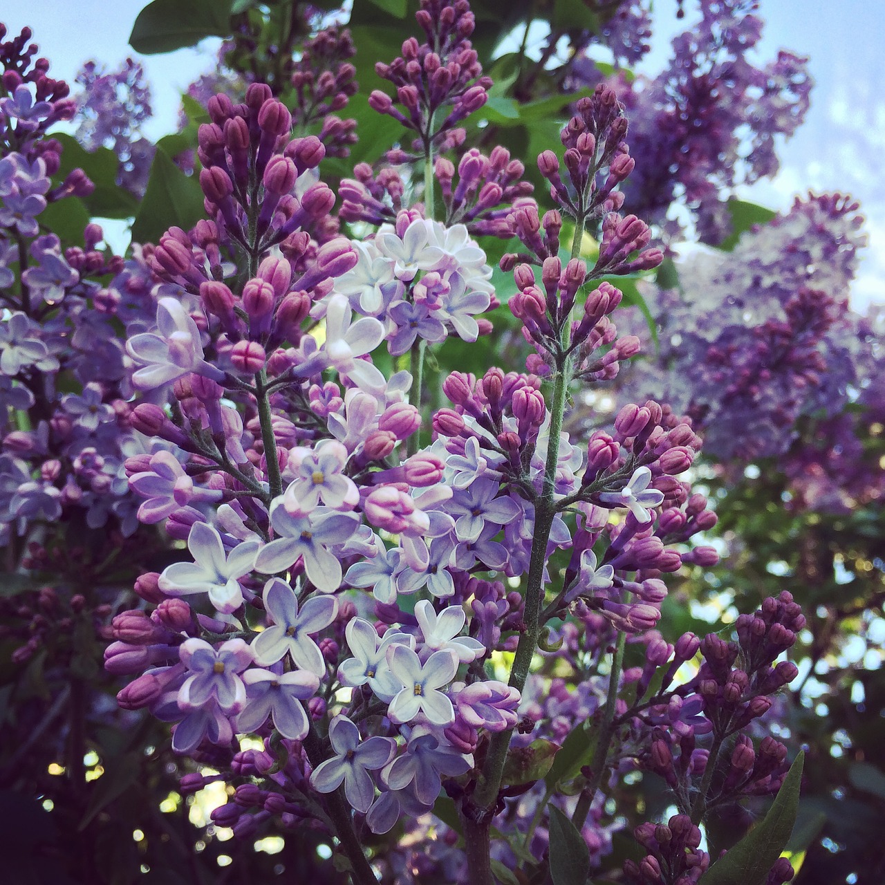 lilac summer nature free photo