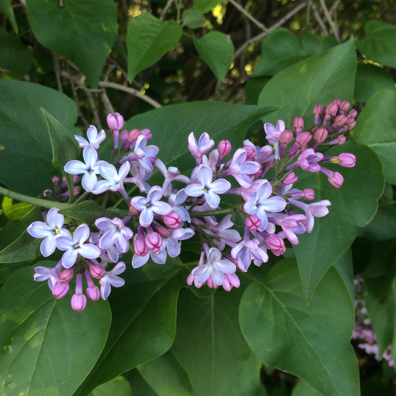 lilac branch bloom free photo