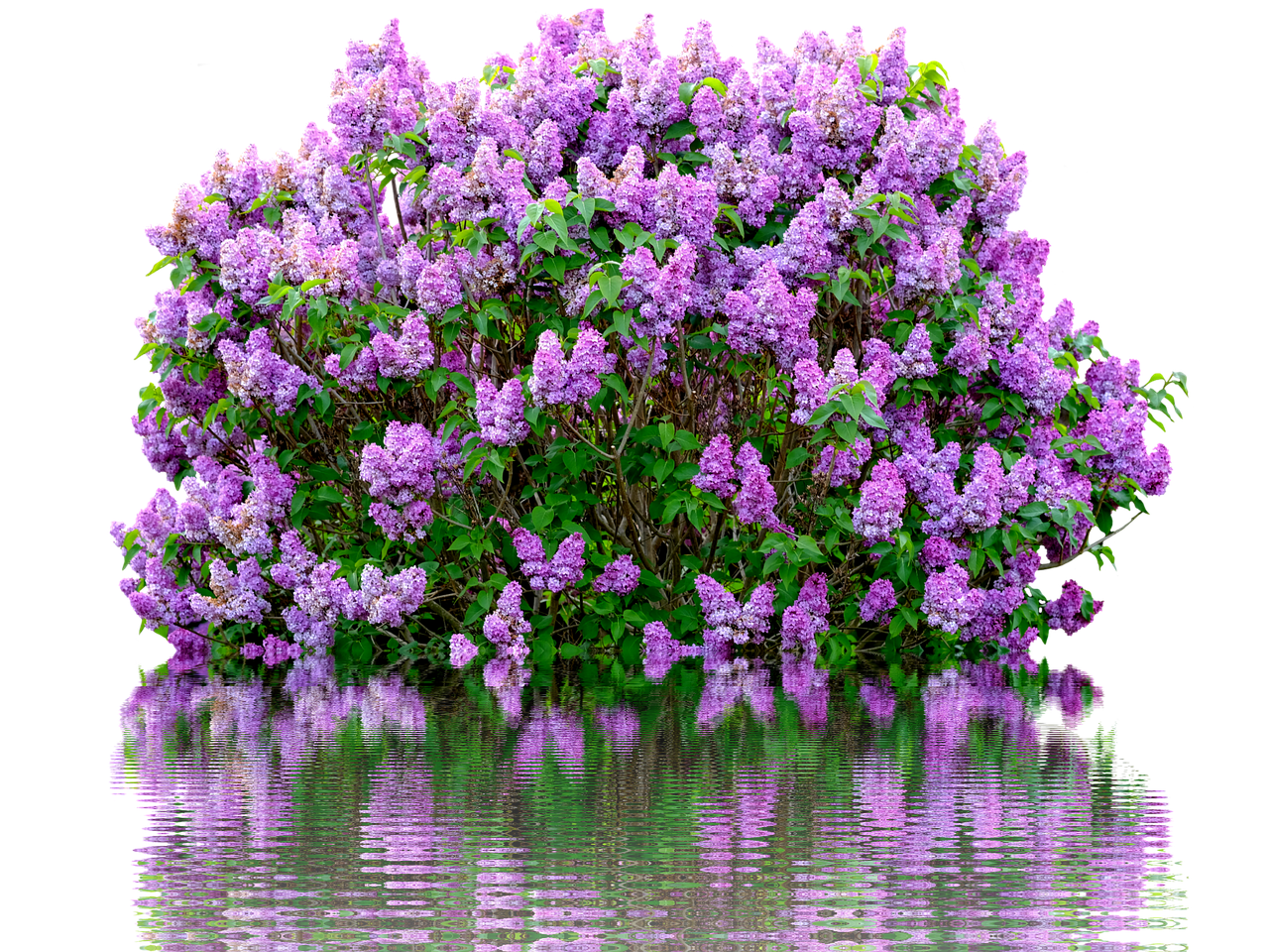 lilac spring purple free photo