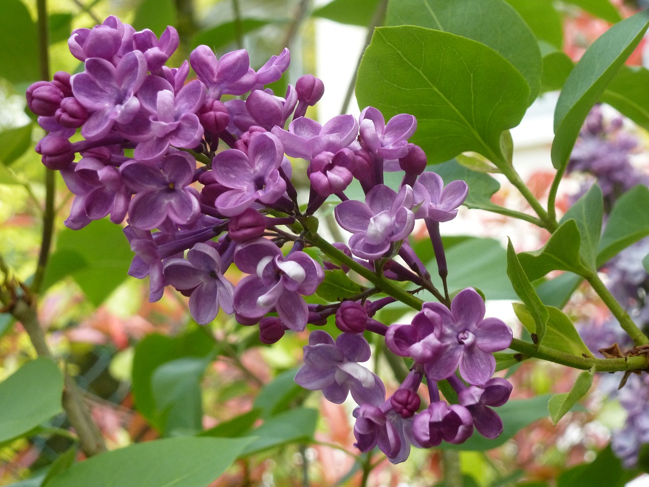 lilac purple spring free photo