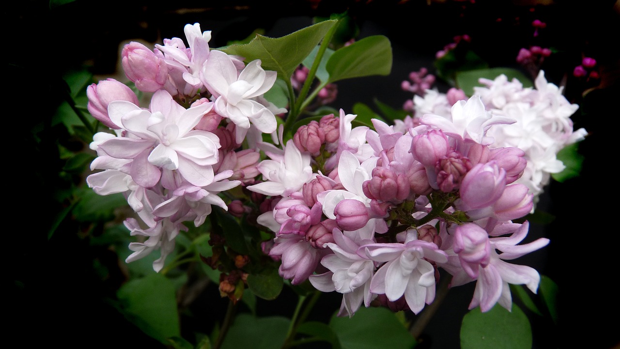 lilac pink double flower free photo