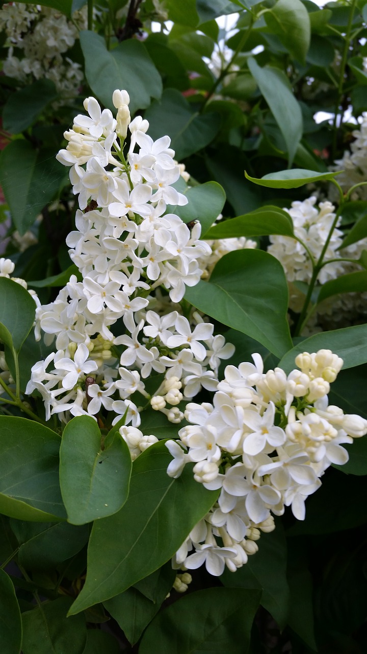 lilac white shrub free photo