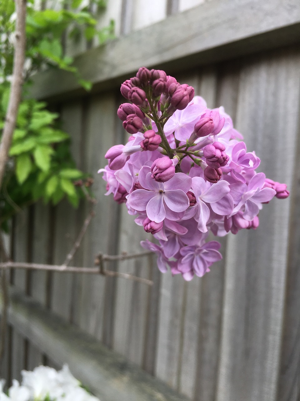 lilac lilac tree aroma free photo
