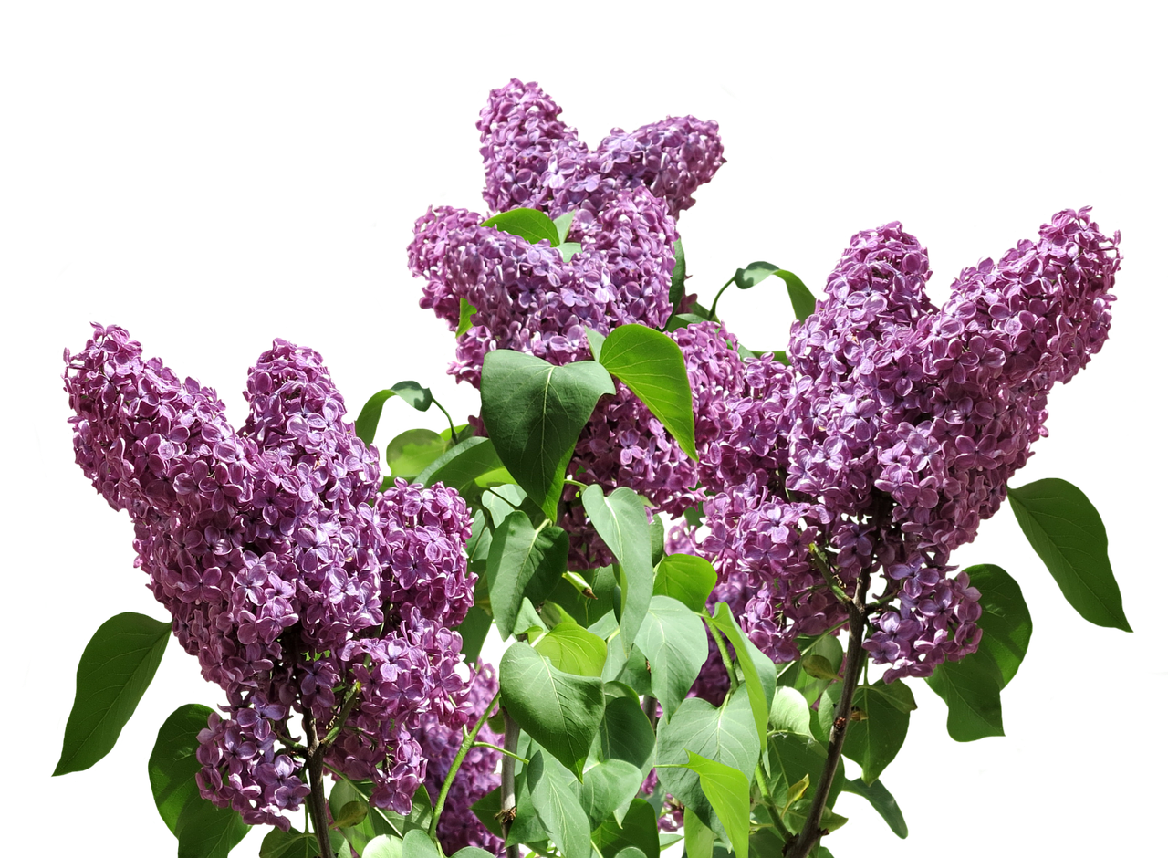 lilac spring nature free photo