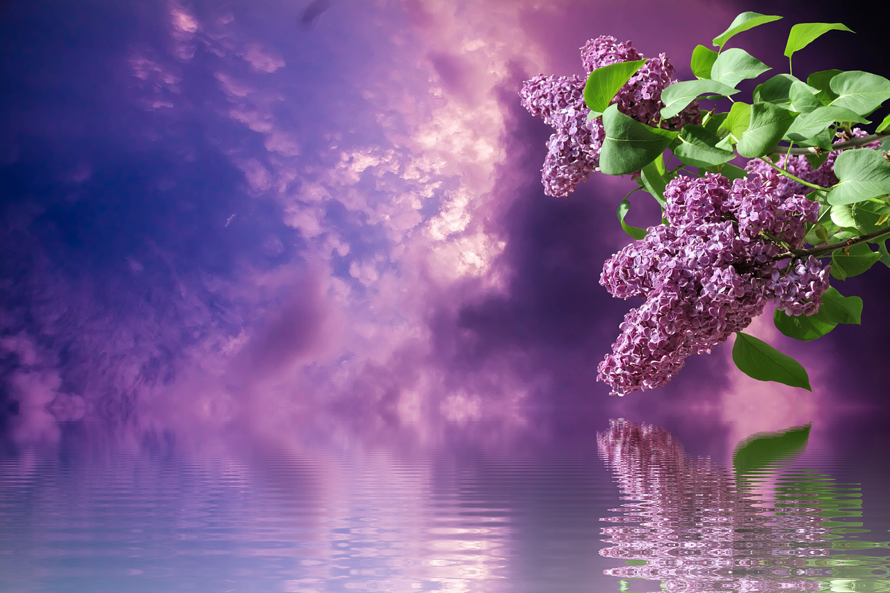 lilac spring nature free photo