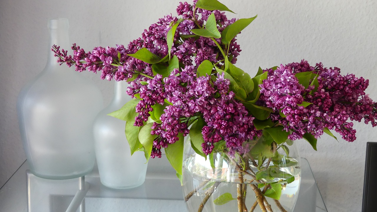 lilac vase lilac flower free photo