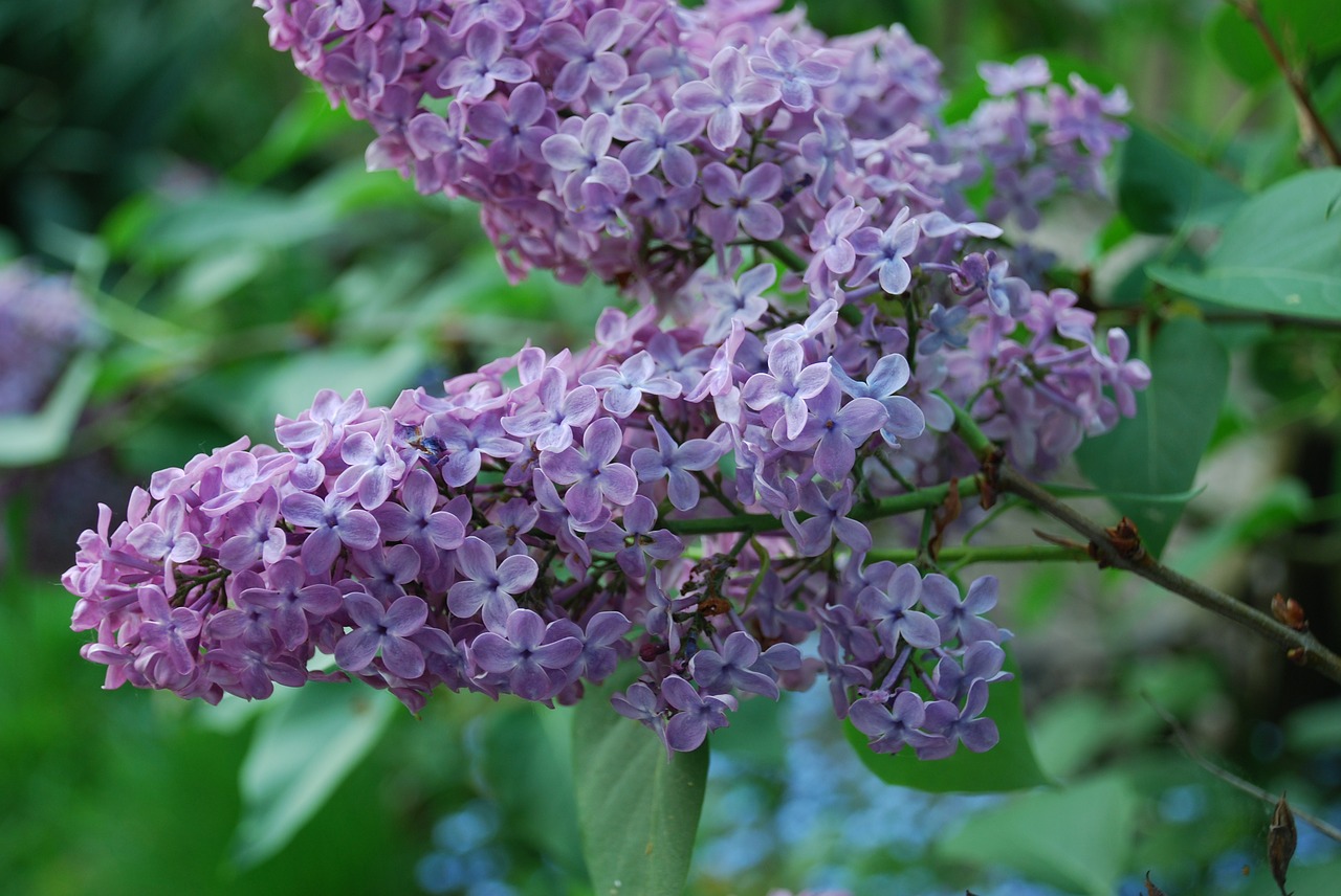 lilac blossom bloom free photo