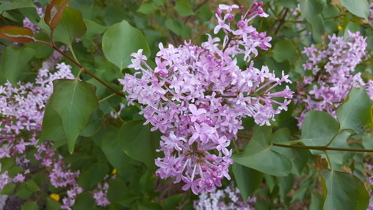 lilac flower purple free photo