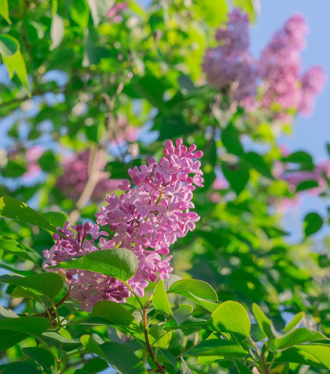 lilac flowers spring free photo