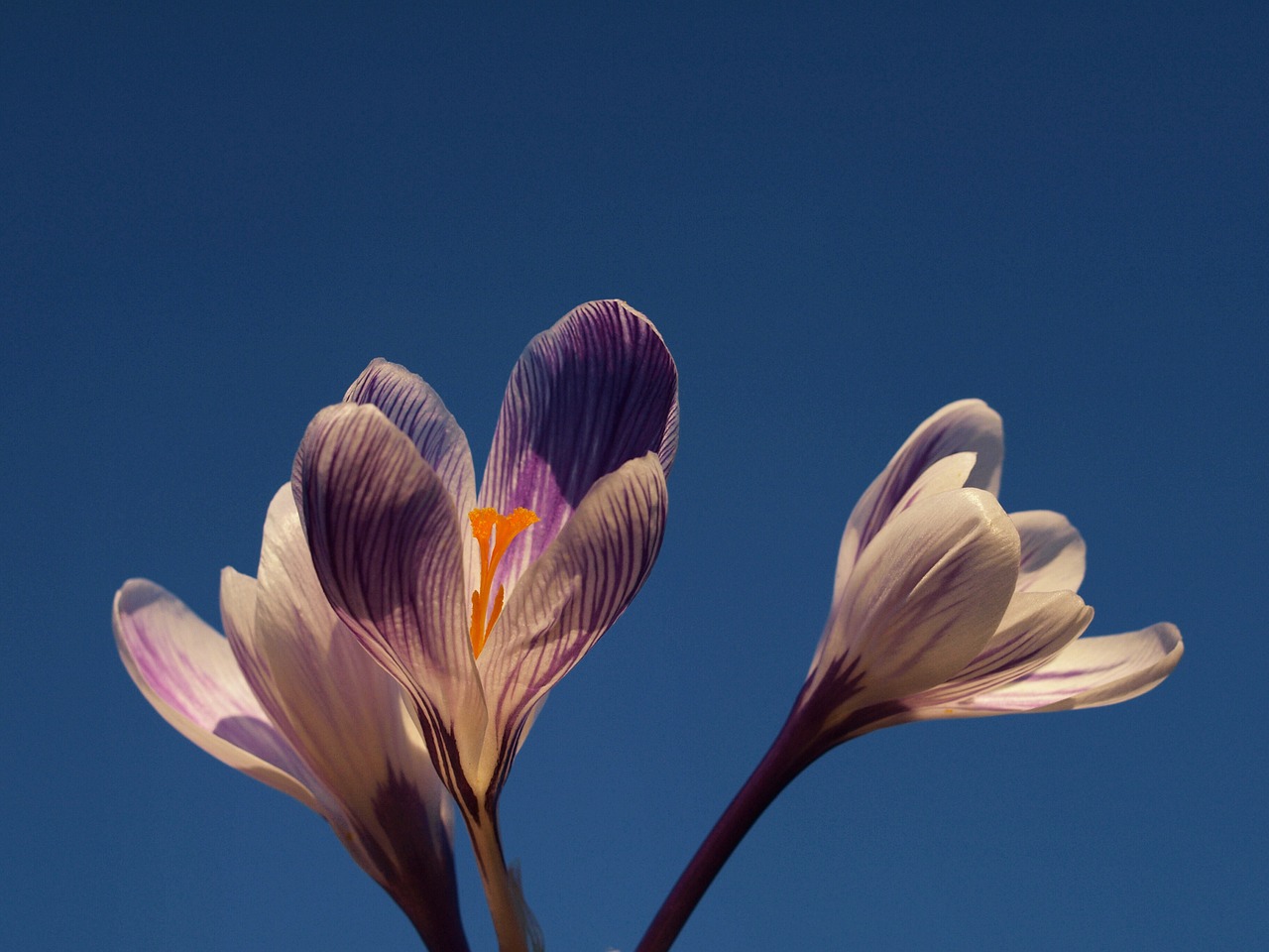 lilac flower crocus free photo