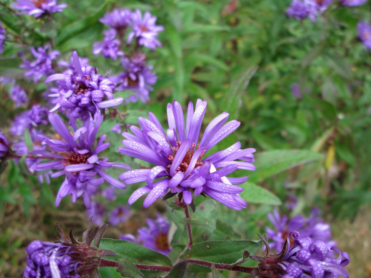 lilac flower purple free photo
