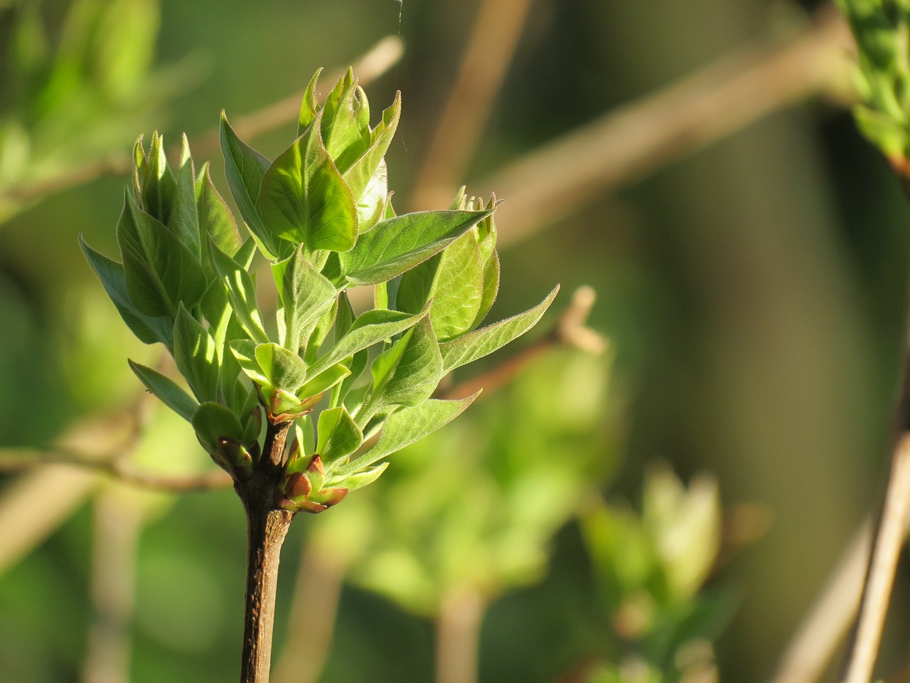 lilac bud plant free photo