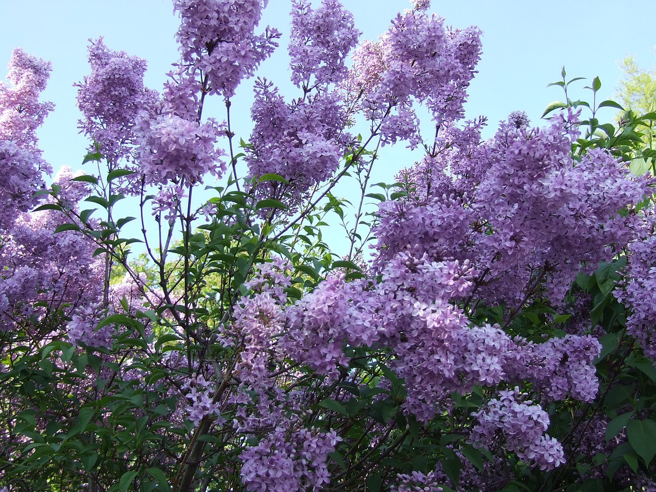 lilac purple blossom free photo