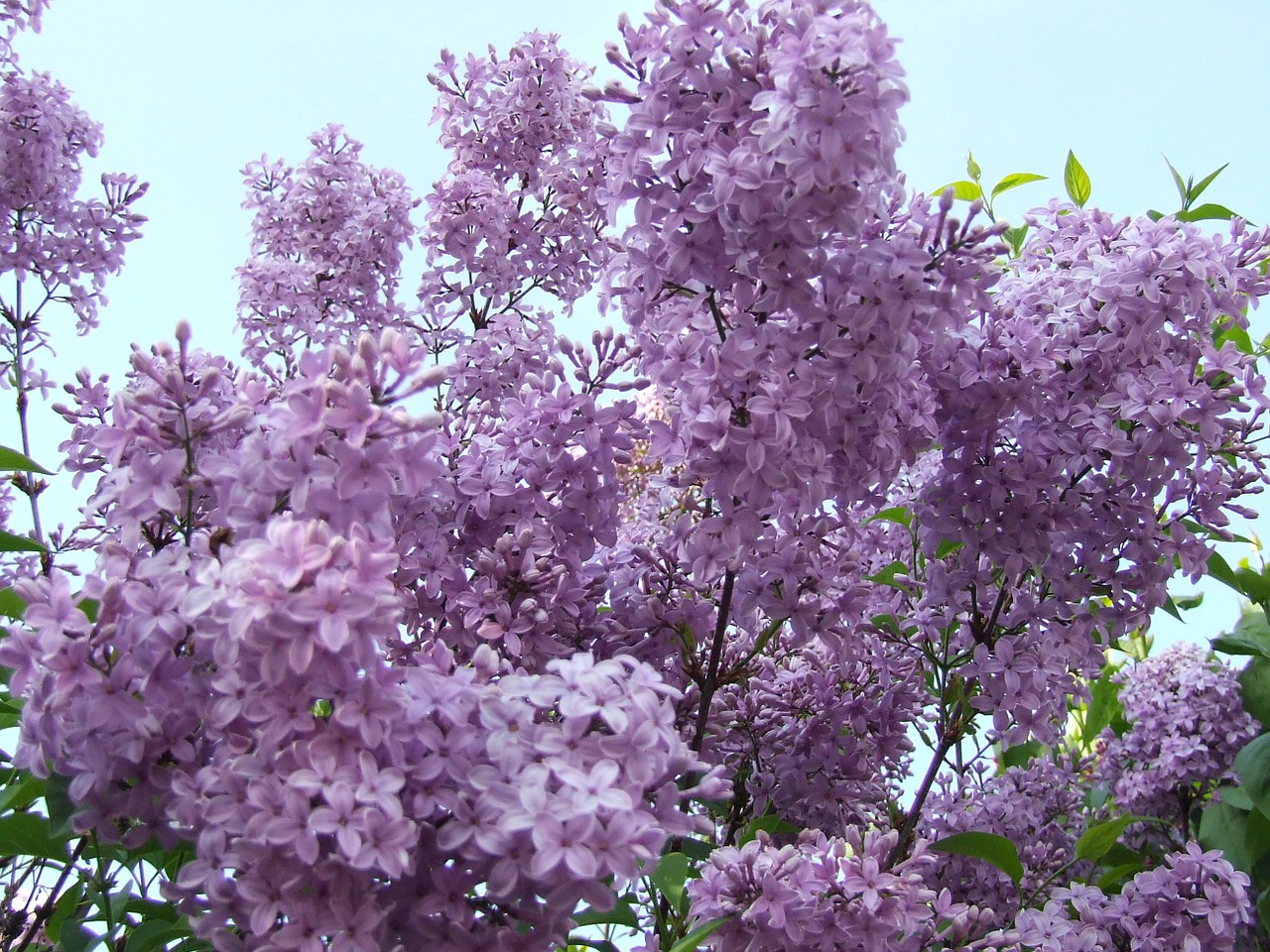 lilac purple flowers free photo