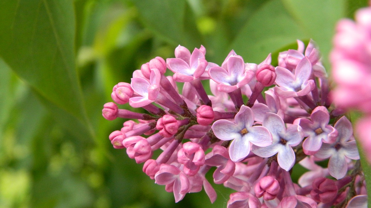 lilac flower flora free photo