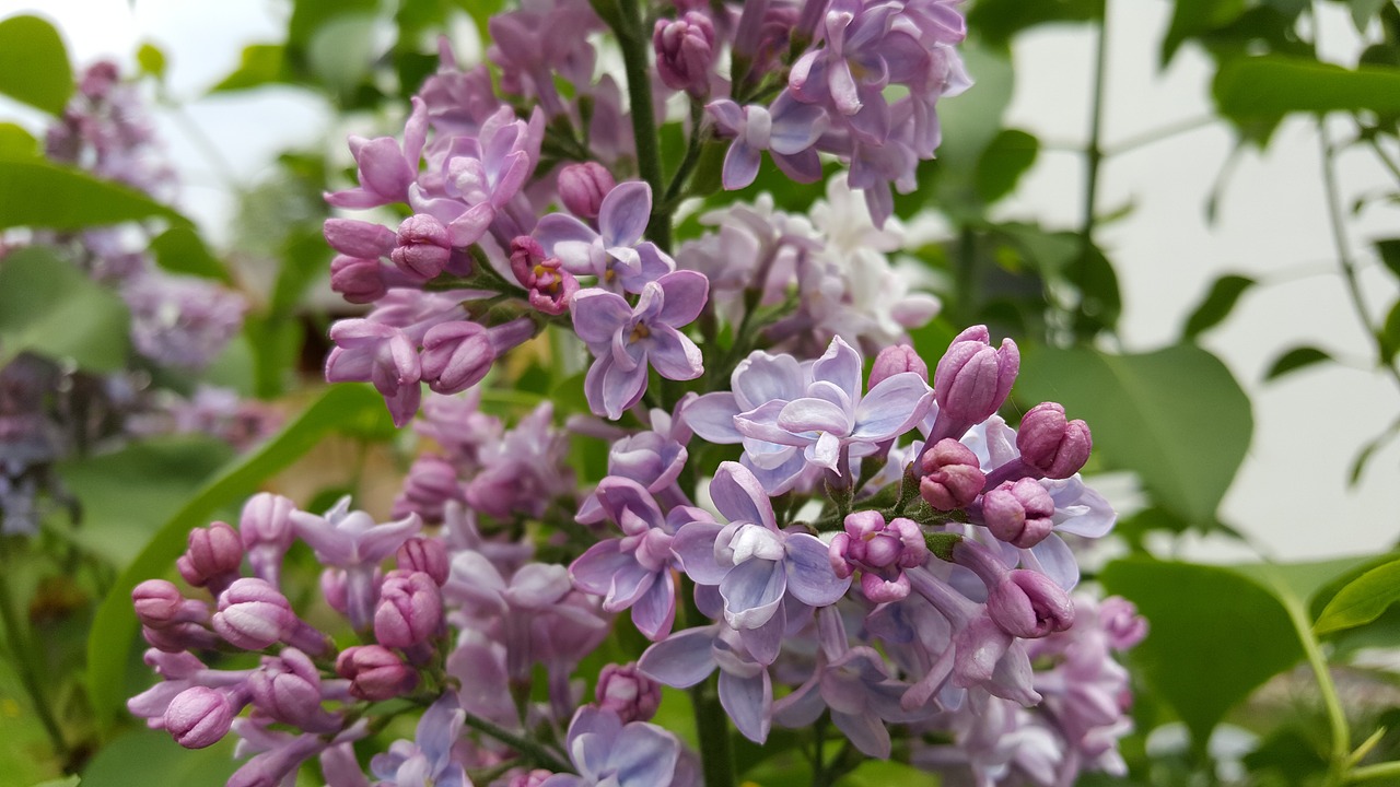 lilac  bush  plant free photo