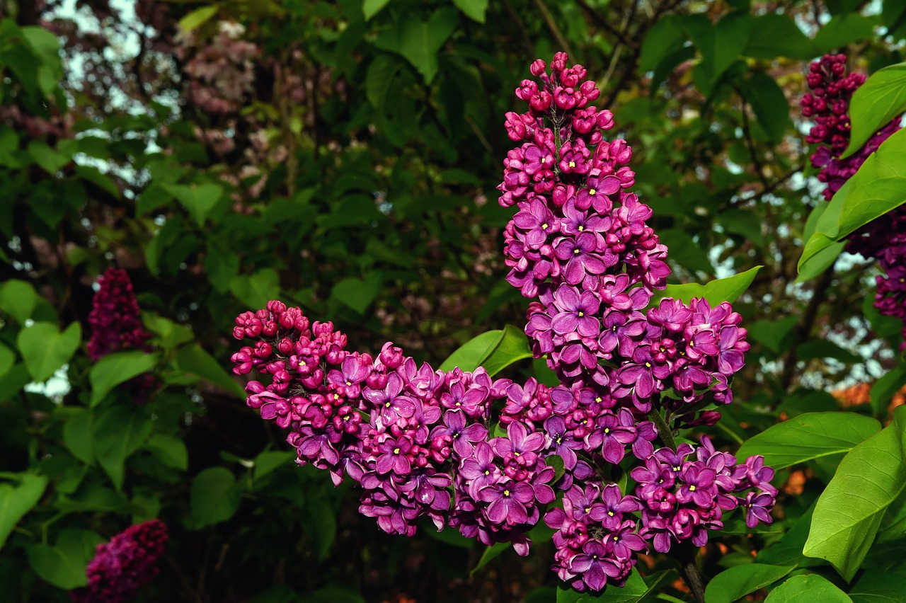 lilac syringa ornamental shrub free photo