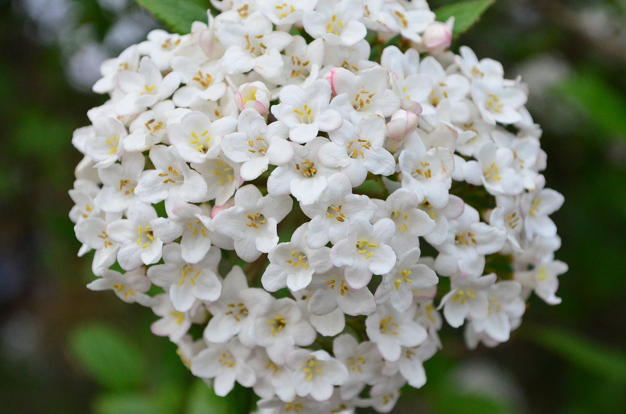 lilac lilac bush blossom free photo