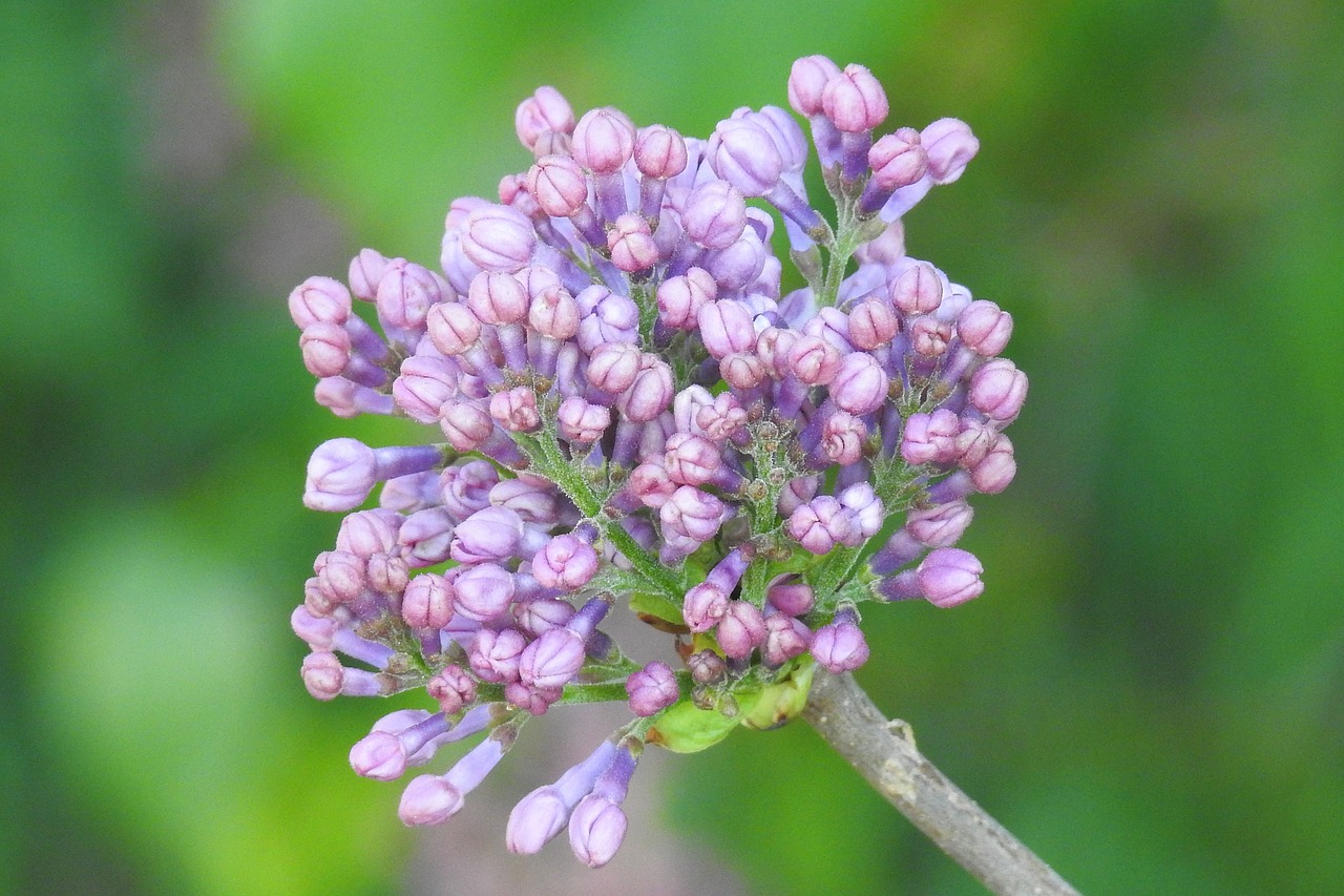 lilac  flower  nature free photo