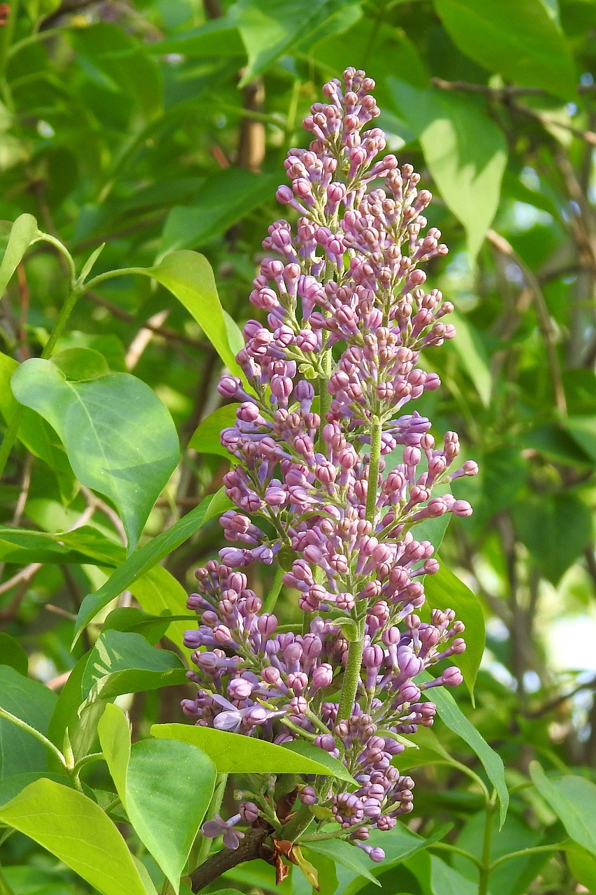 lilac  plant  flower free photo