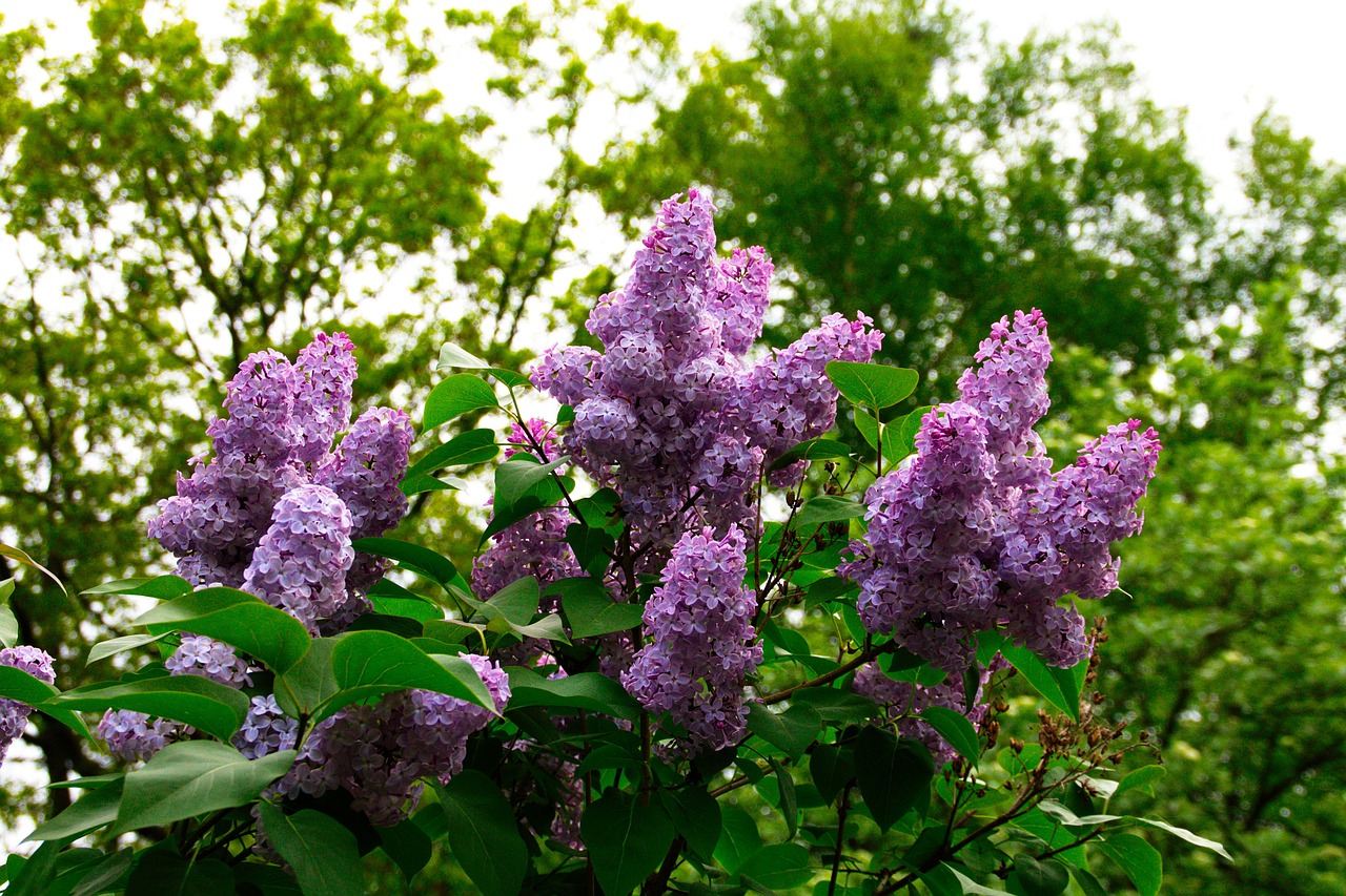 lilac blossom bloom free photo