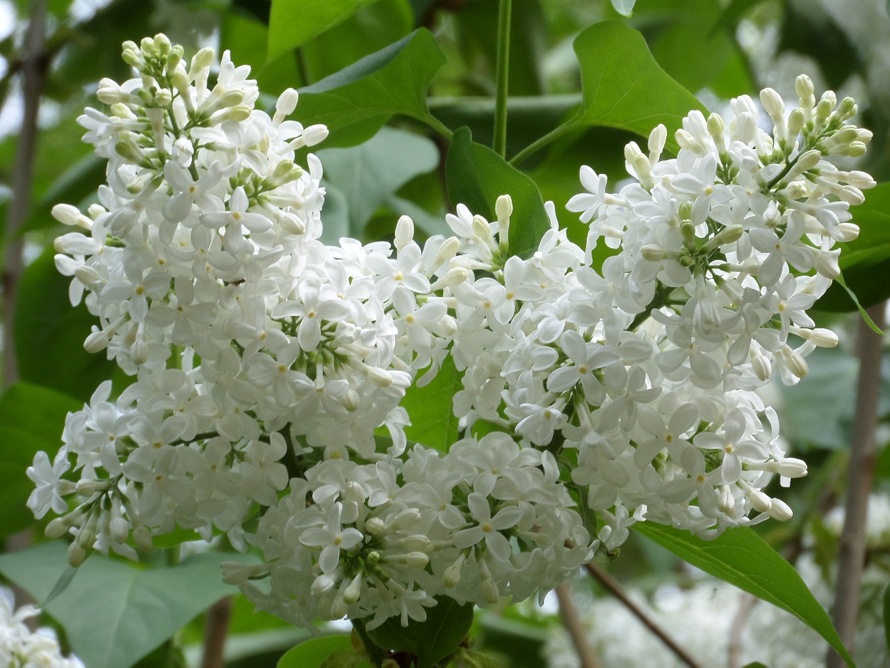 lilac  flower  nature free photo