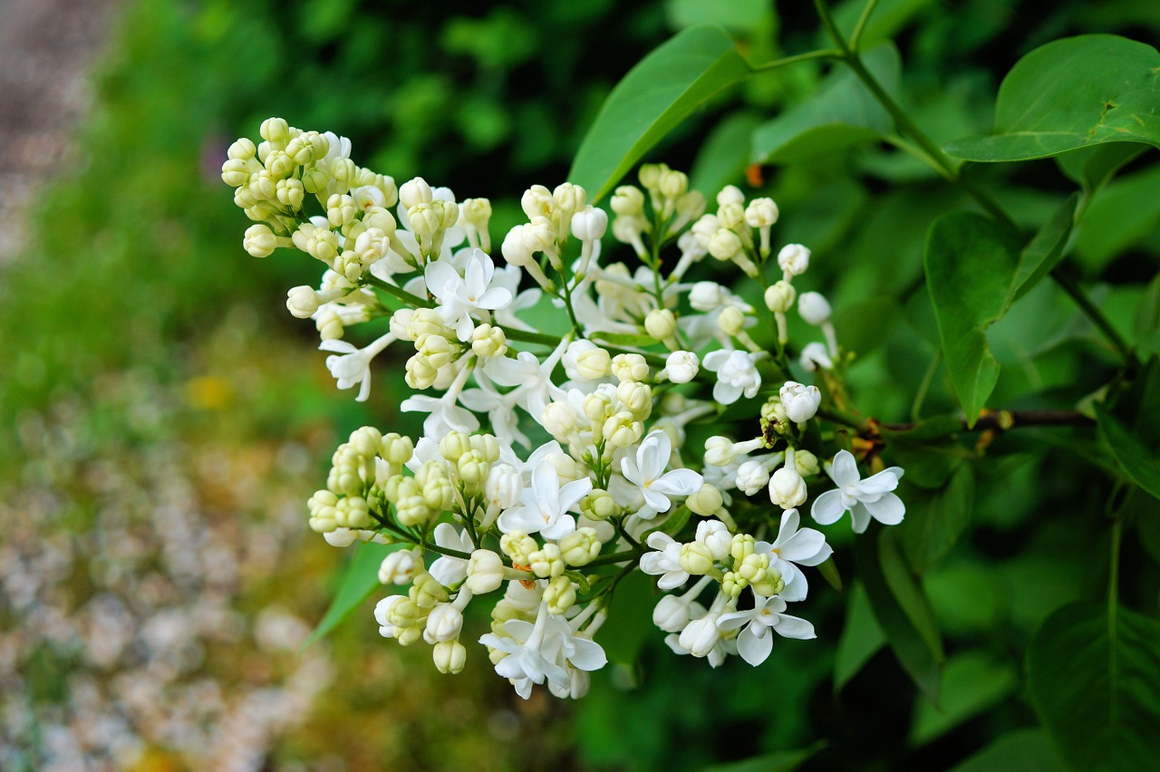 lilac flowers blossom free photo