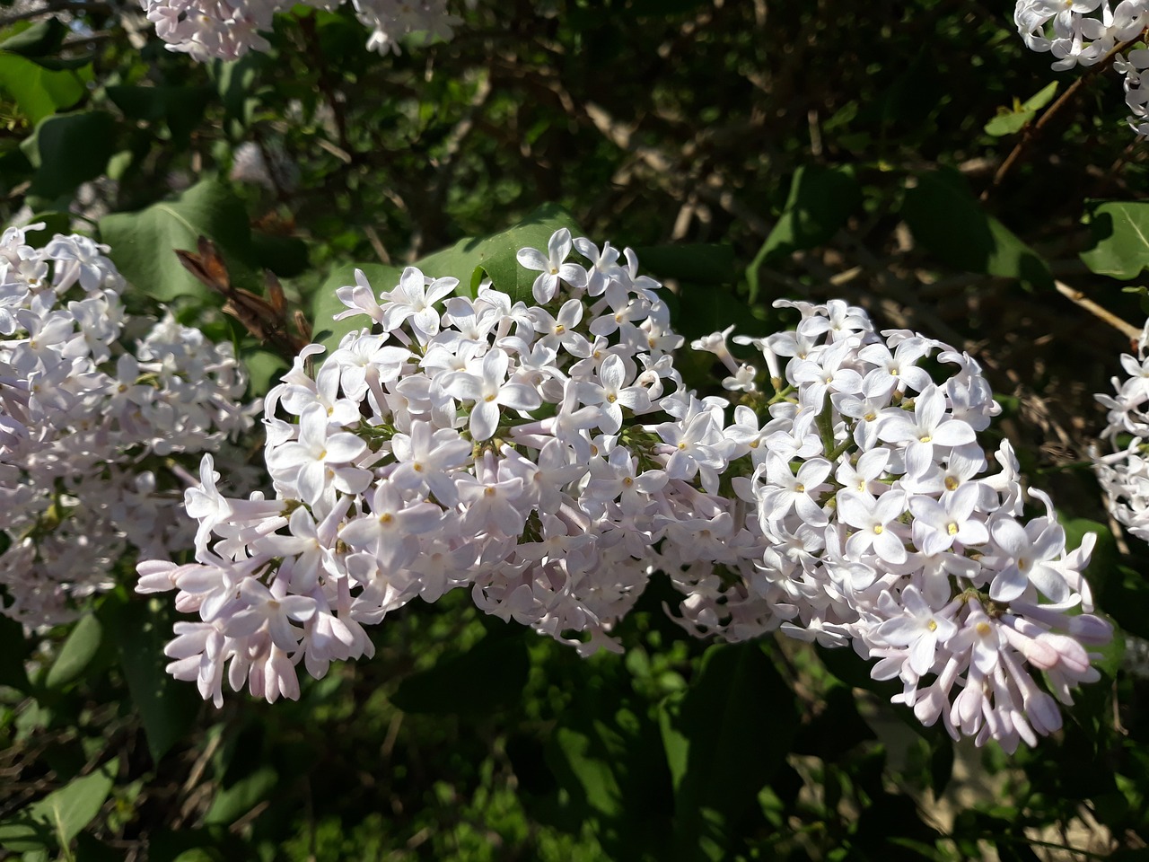 lilac  flower  plant free photo