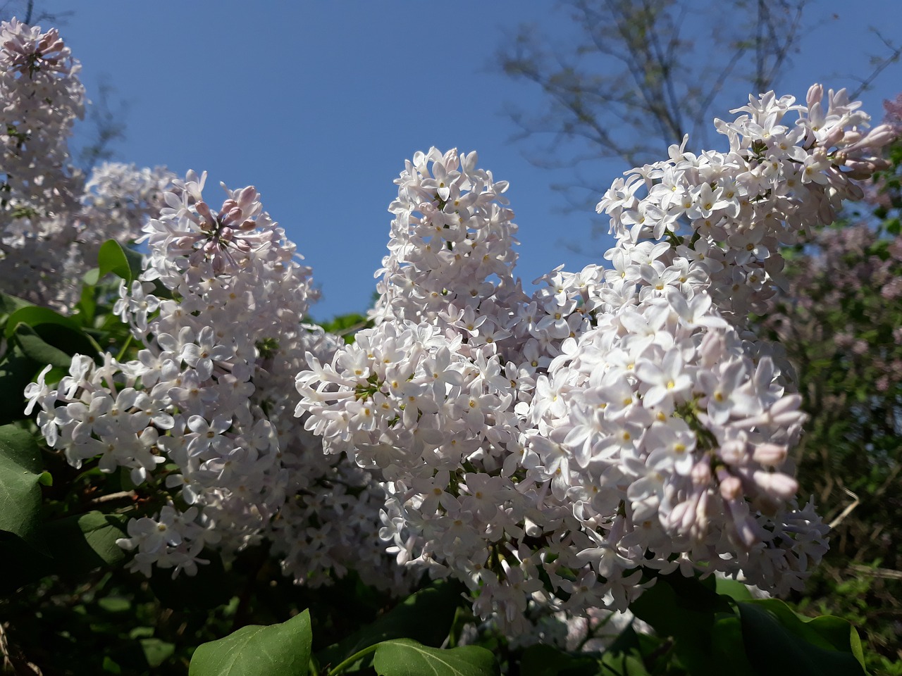 lilac  flower  tree free photo