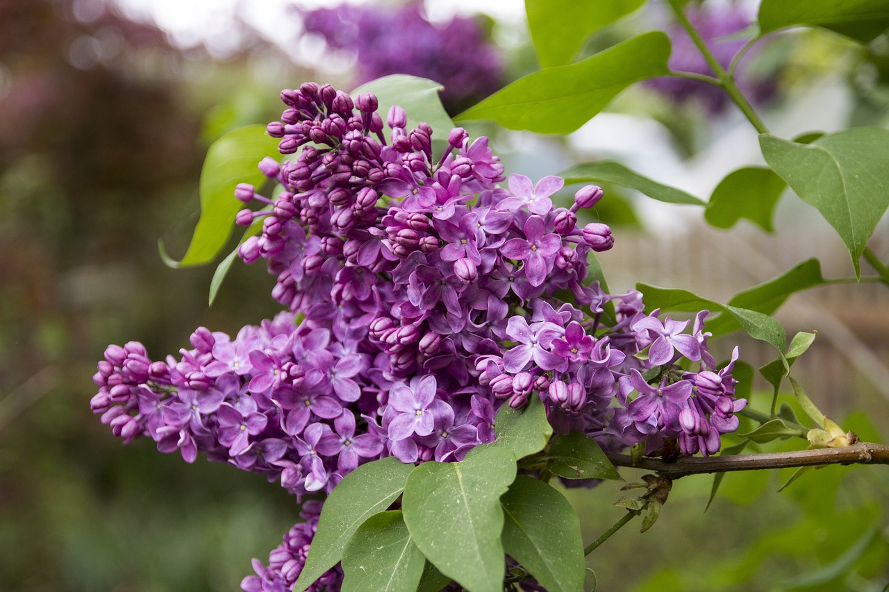 lilac  bush  blossom free photo