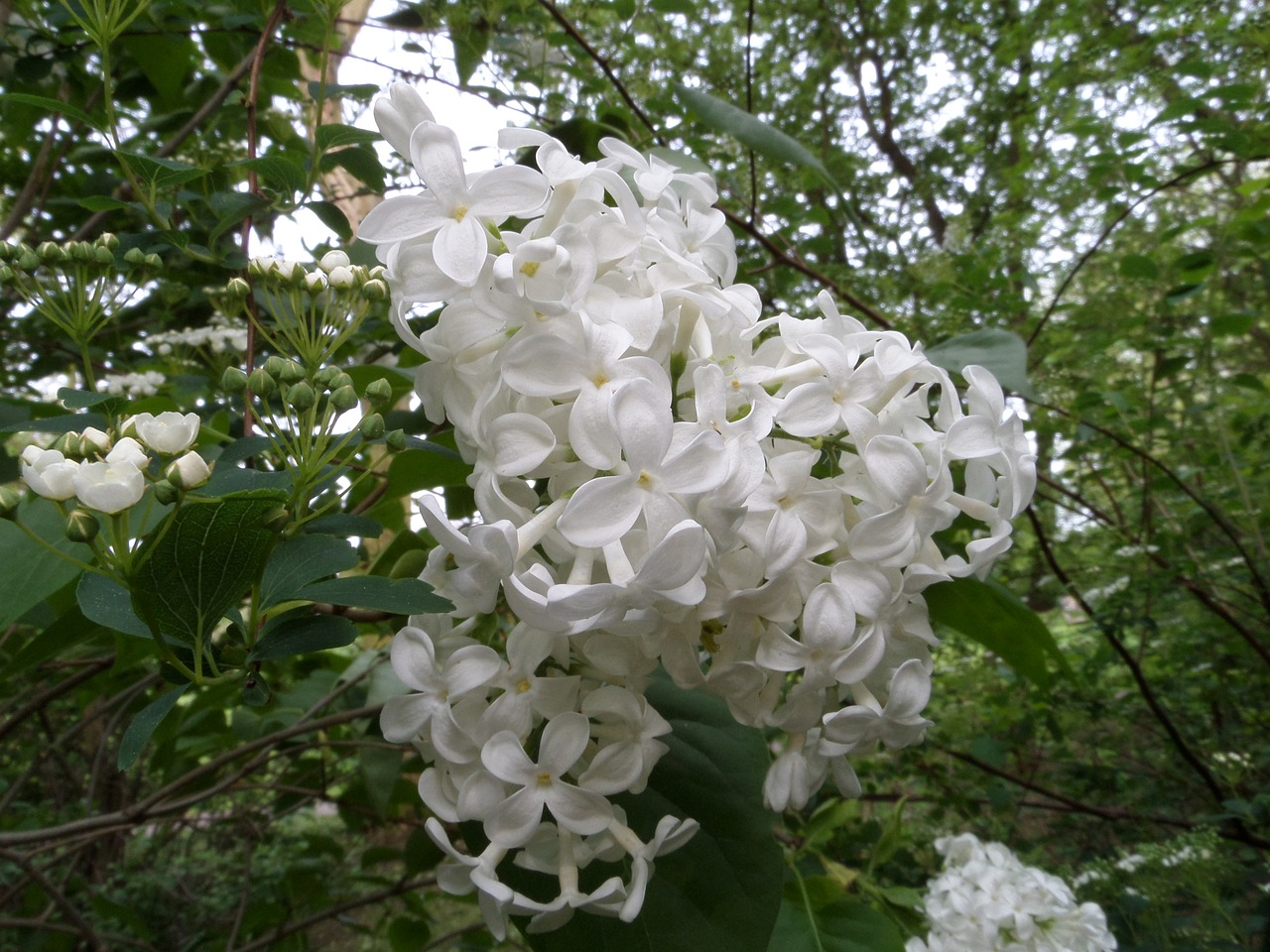 lilac  nature  plant free photo