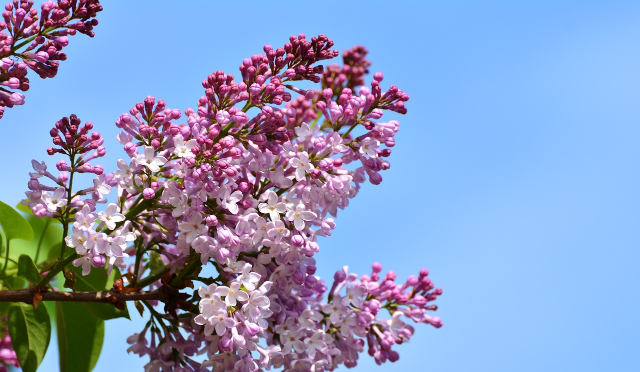 lilac  lilac flower  lilac tree free photo
