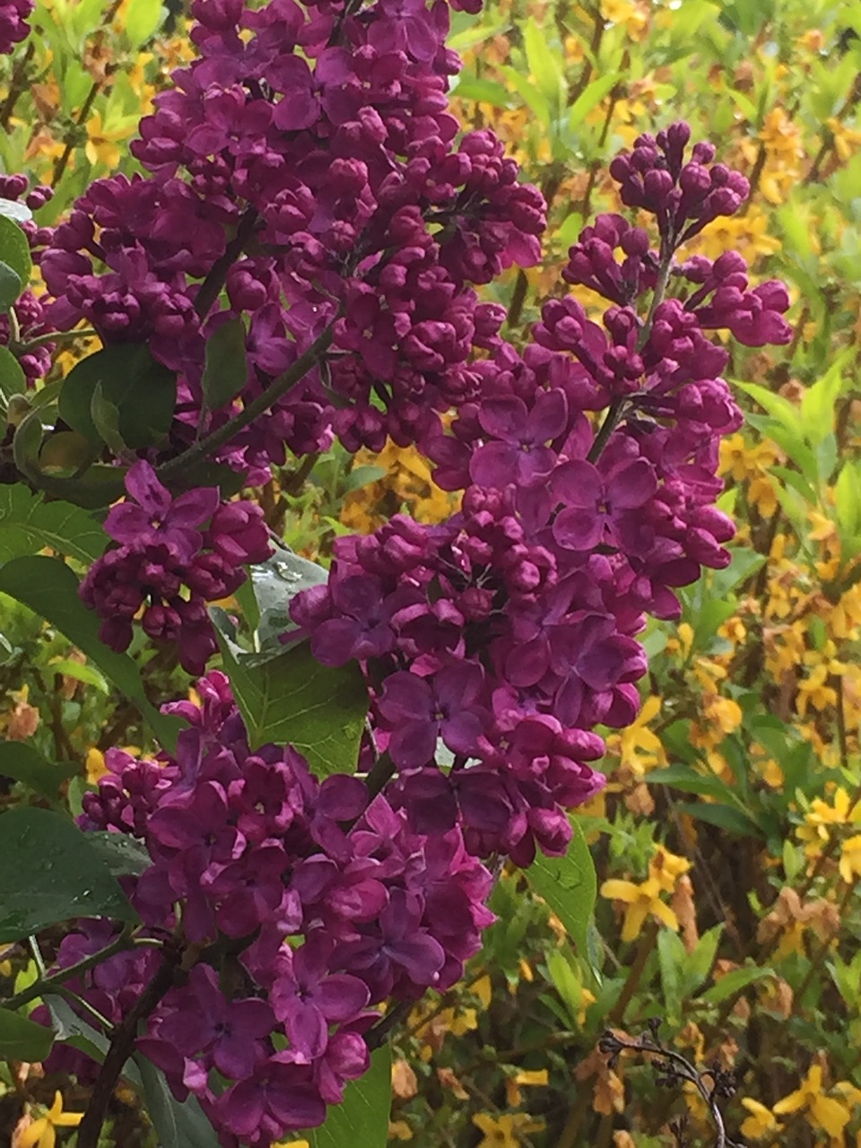 lilac  blossom  bloom free photo