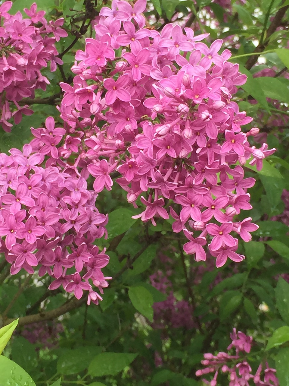 lilac  bush  garden free photo