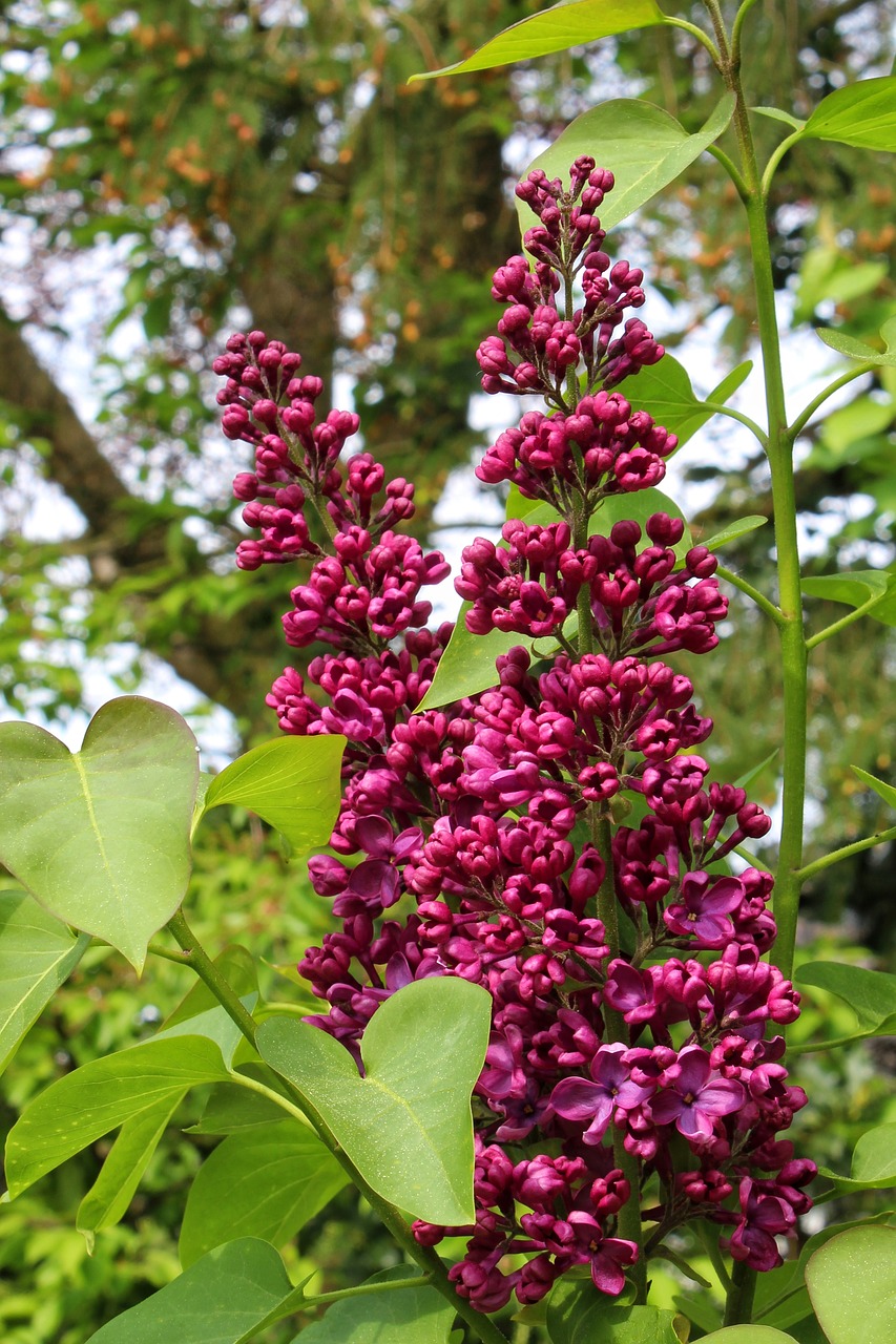 lilac  nature  plant free photo