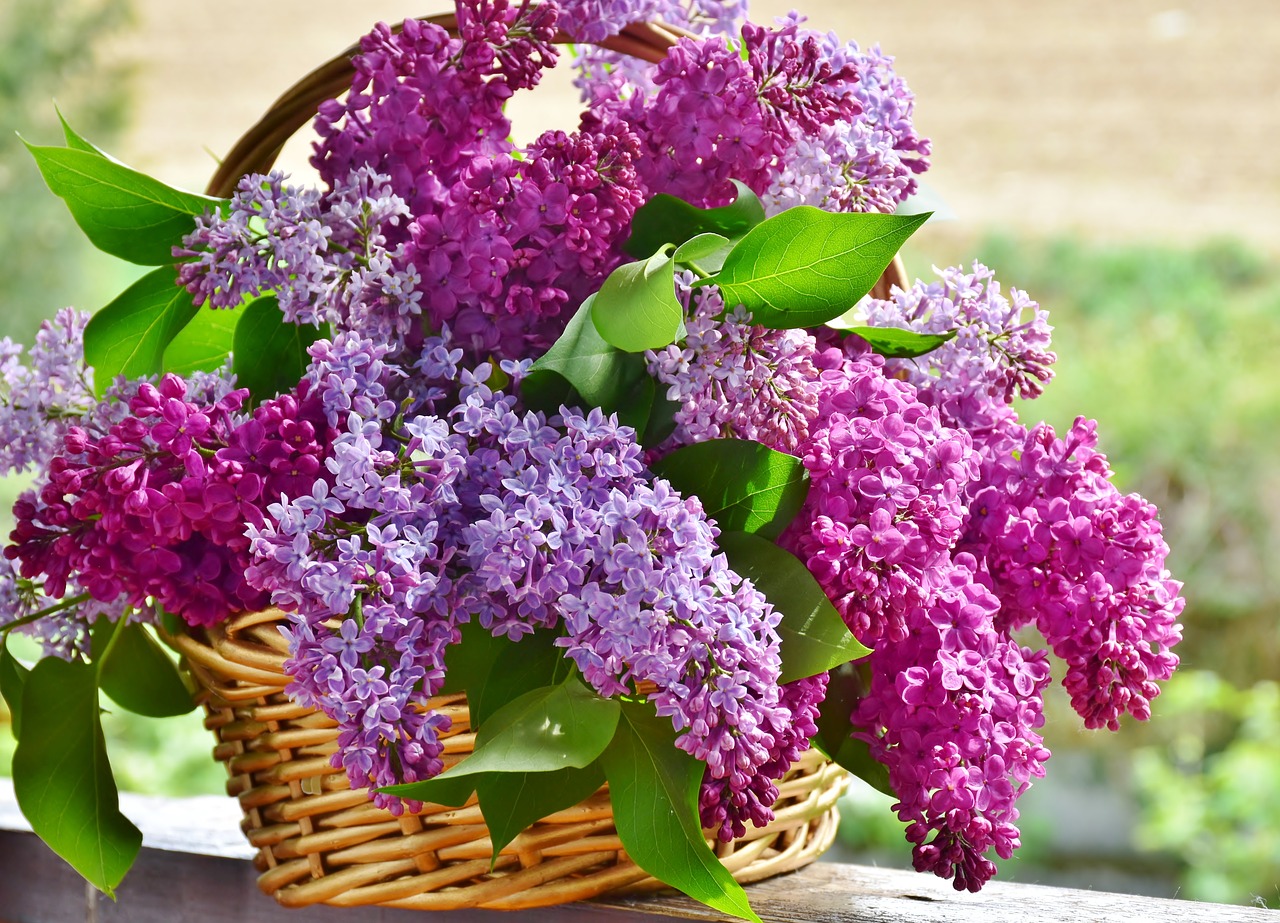 lilac  flower basket  flowers free photo