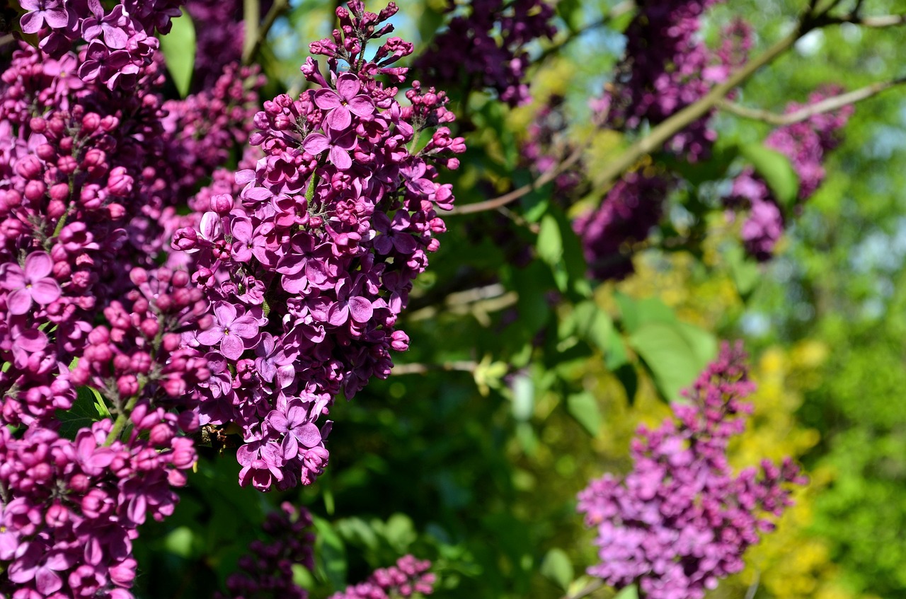 lilac  purple lilac  lilac flower free photo