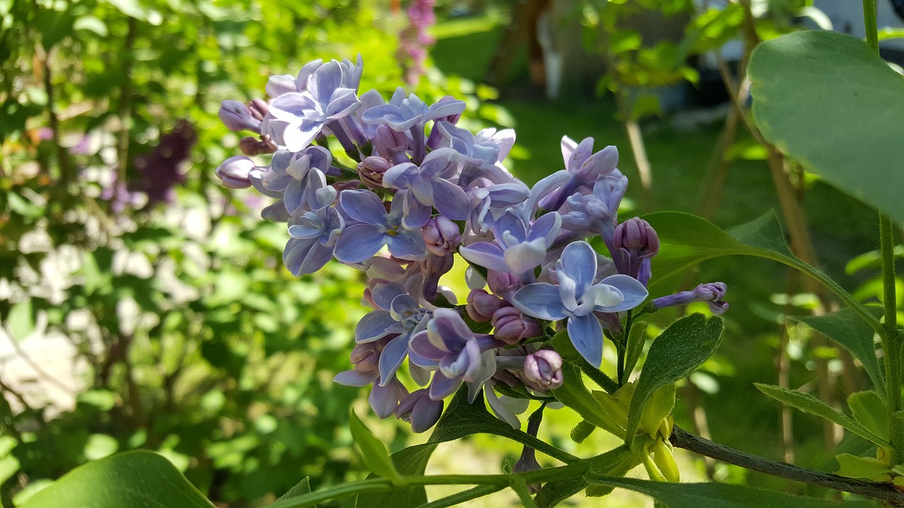 lilac  nature  plant free photo