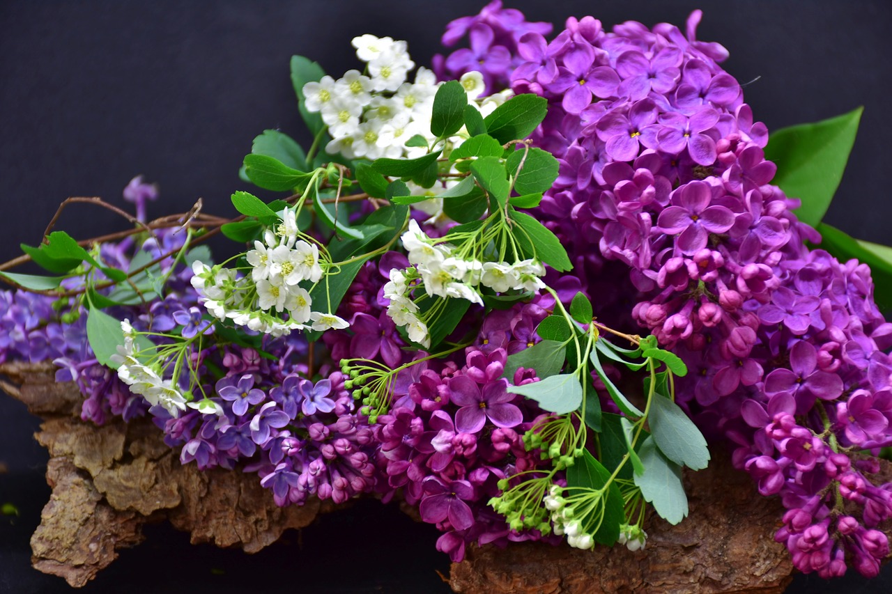 lilac  flower  plant free photo