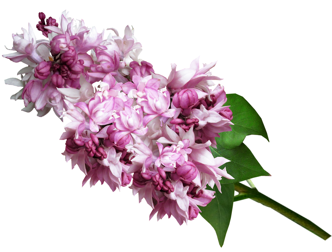 lilac  pink  flower free photo