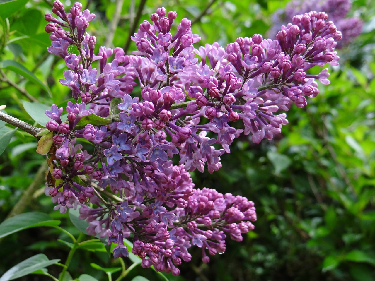 lilac blossom bloom free photo