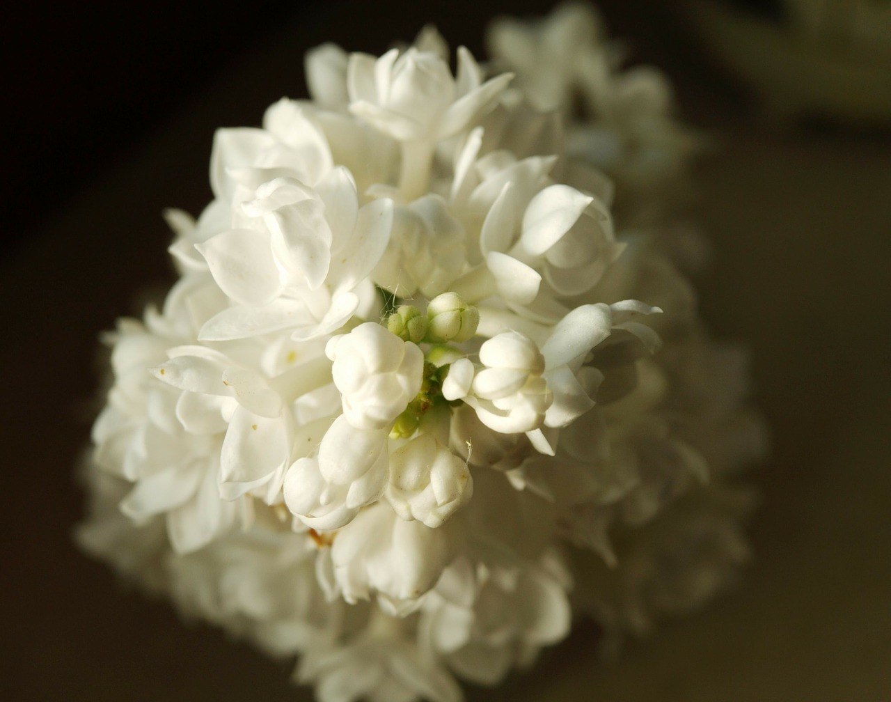 lilac white bud free photo