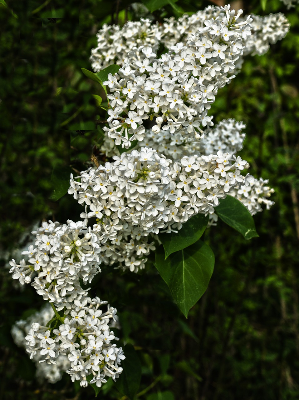 lilac  flowers  flowering shrub free photo