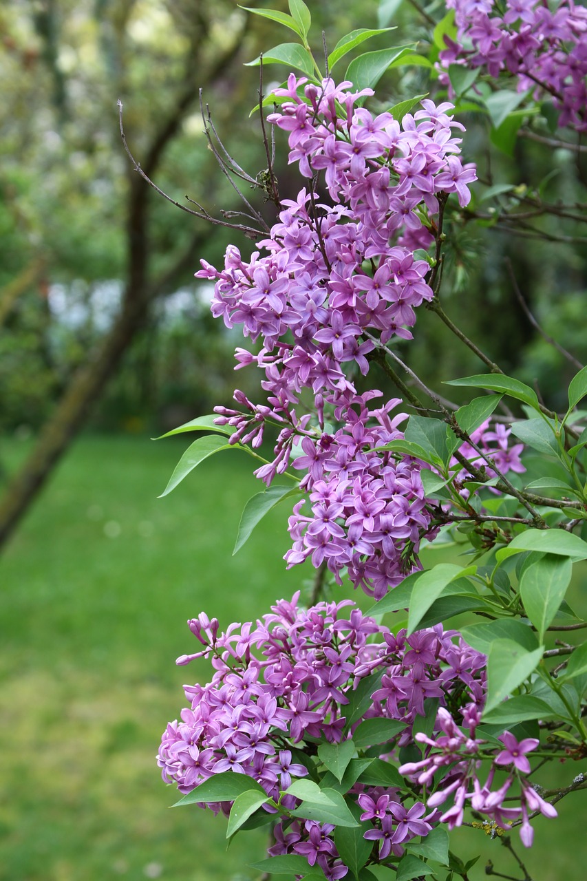 lilac  flower  nature free photo