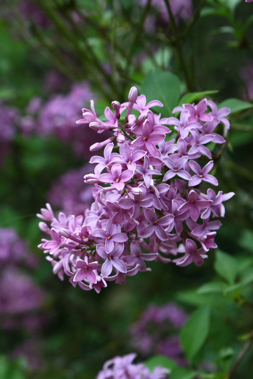 lilac  flower  nature free photo