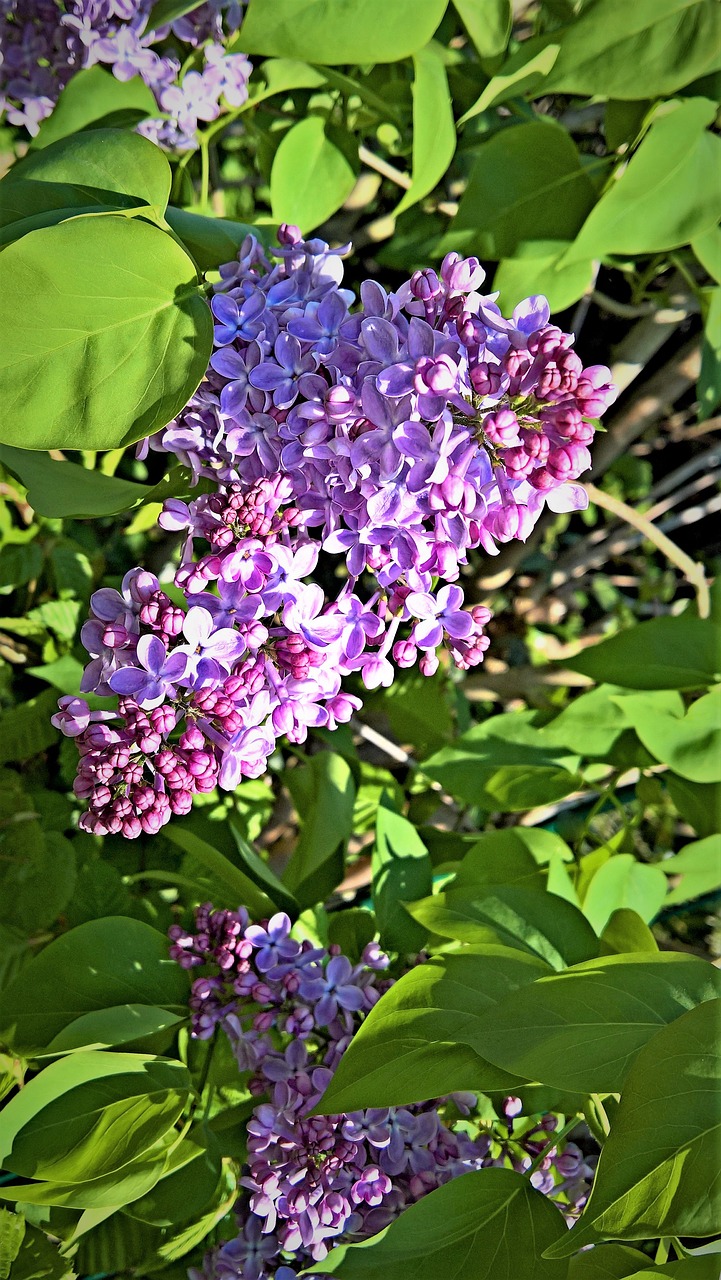 lilac  tree  bush free photo