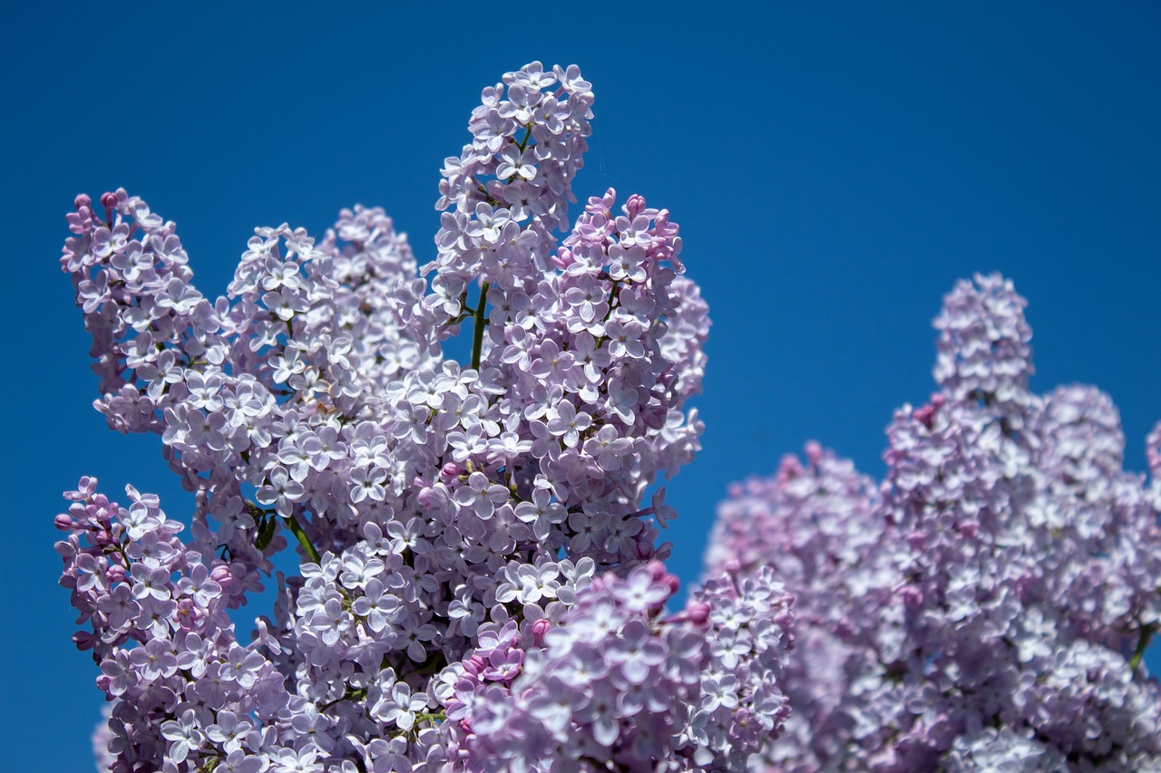 lilac  flowers  blossom free photo