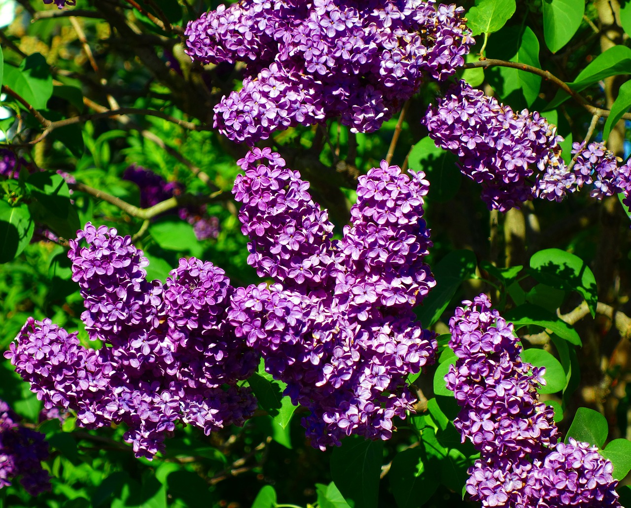 lilac  syringa  flower free photo